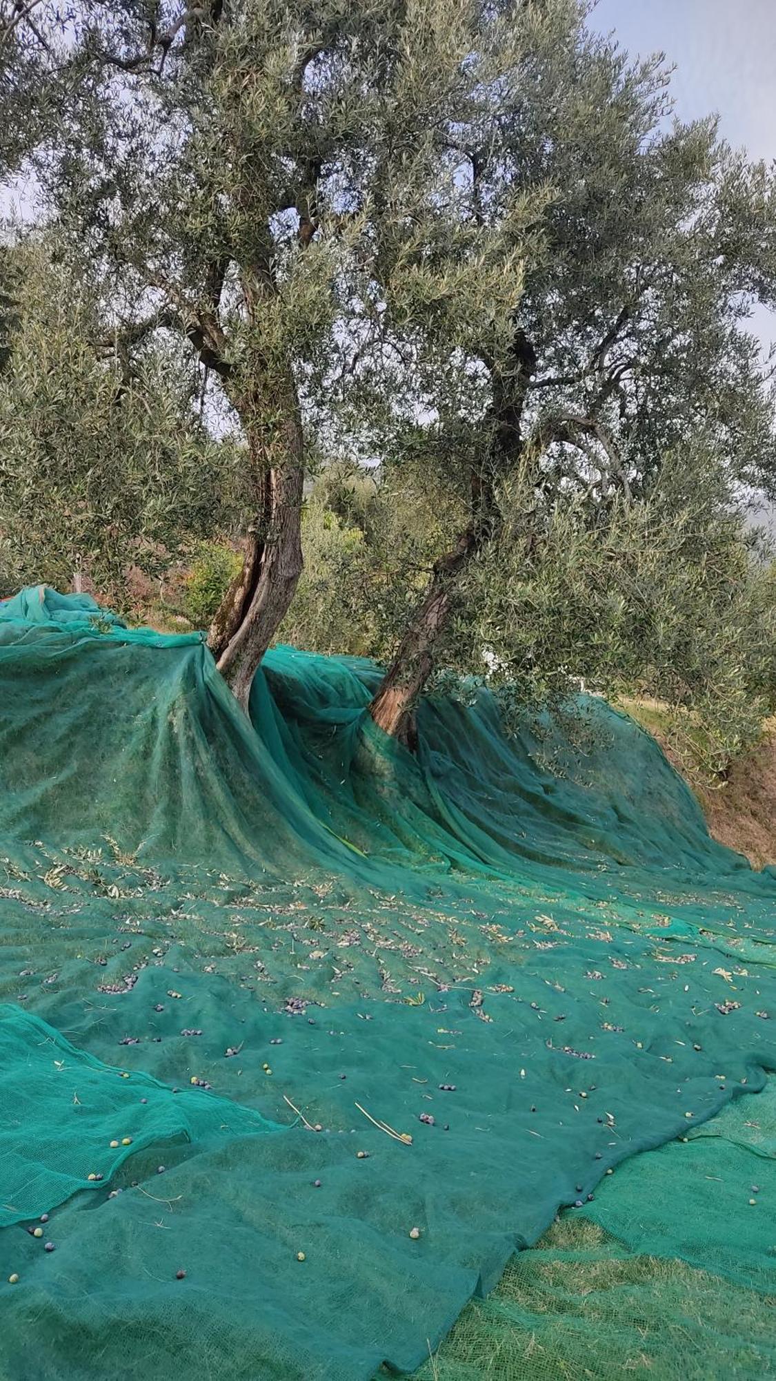 Appartamento Cristol Gargnano Εξωτερικό φωτογραφία