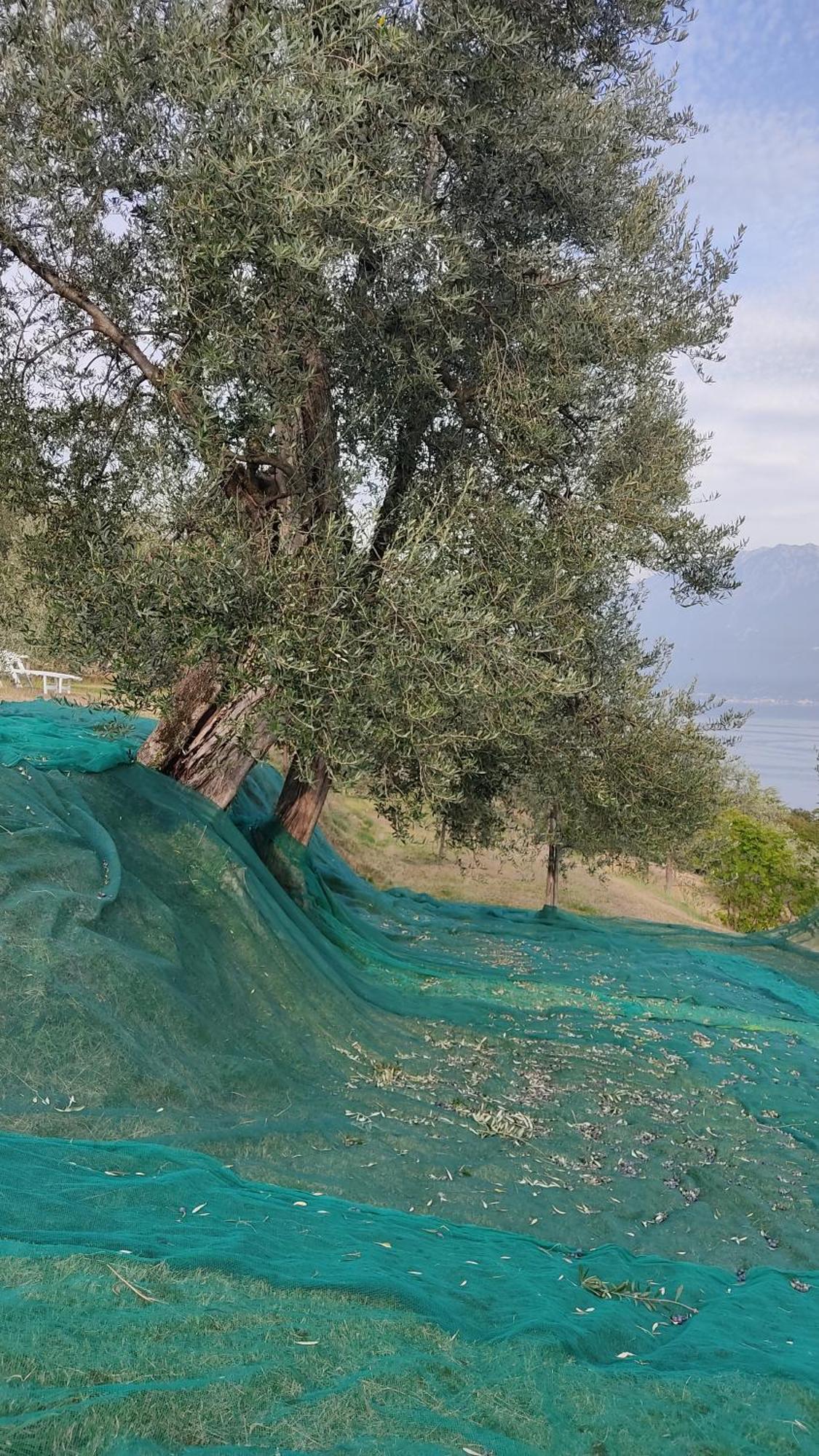 Appartamento Cristol Gargnano Εξωτερικό φωτογραφία